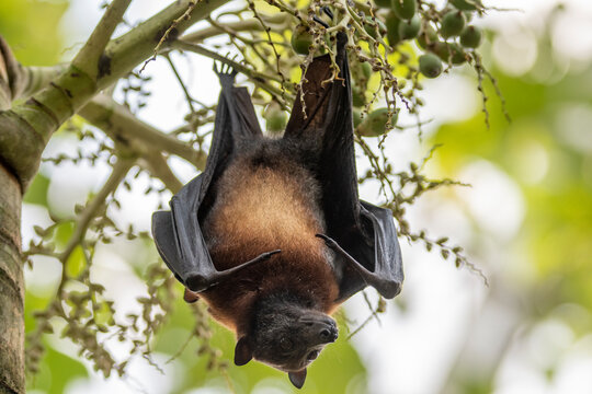 flying fox south east asia