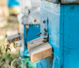 From beehive entrancebees creep out.