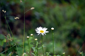 Single flower against green background