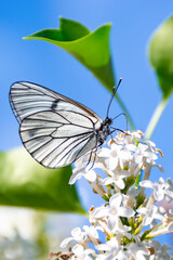 Beautiful black and white butterfly (Aporia crataegi) on white lilac flowers