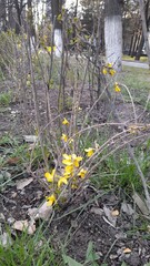 куст цветущий