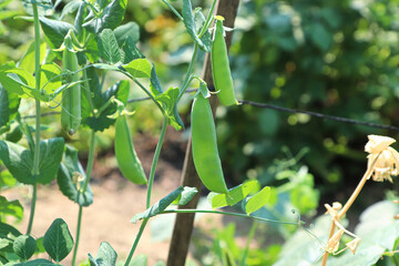 Closeup of green pea pods growing on vines
