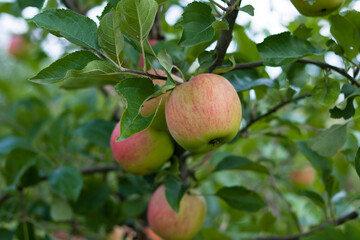 Ripe apple on a branch. Autumn day. In the frame, ripe red apples on a tree. 