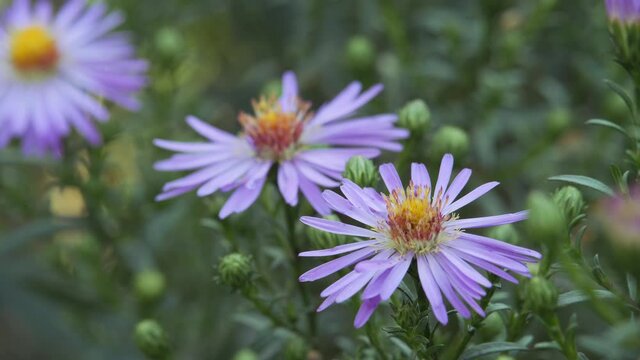Purple aster, anemone swaying in the wind.