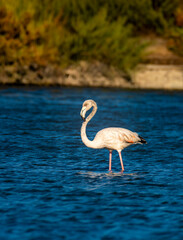flamingo in the water