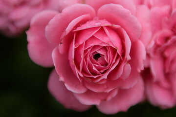 Fresh roses grow in the garden. Festive flowers in the landscape.