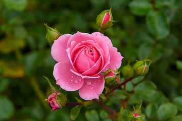Fresh roses grow in the garden. Festive flowers in the landscape.