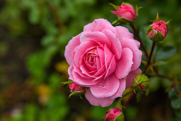 Fresh roses grow in the garden. Festive flowers in the landscape.