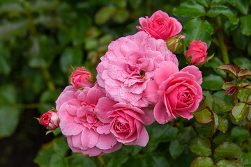 Fresh roses grow in the garden. Festive flowers in the landscape.