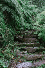 Obraz premium Stairs into the woods in Madeira. Stone stairs in nature.