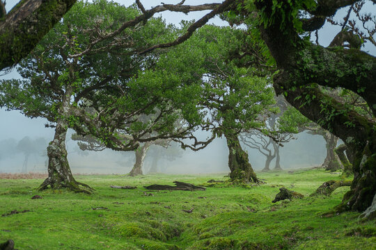 Laurel old forest from Madeira Portugal