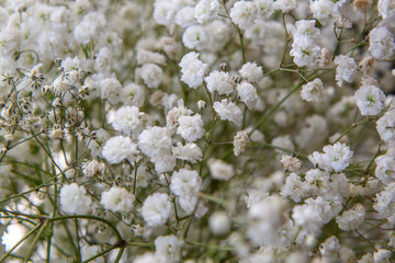 Fresh white small flowers. Decorative flowers in the window interior.