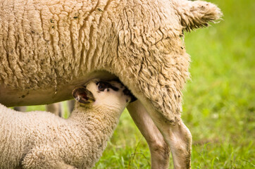 A  lamb suckling at its mother sheep, close up