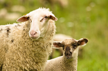 A beautiful white sheep with her lamb i