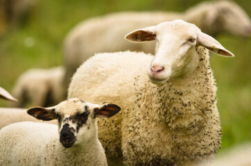 A beautiful white sheep with her lamb i