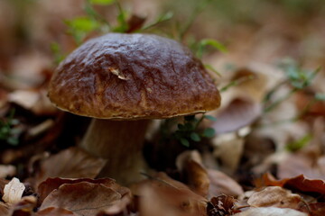 Boletus in autumn forest, natural fall harvest 