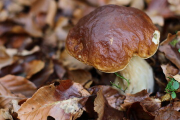 Boletus in autumn forest, natural fall harvest 