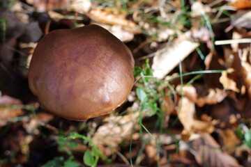 Boletus in autumn forest, natural fall harvest 