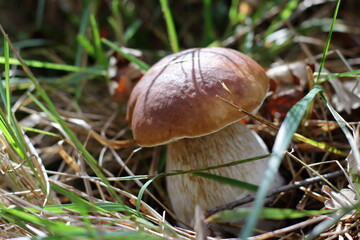 Boletus in autumn forest, natural fall harvest 