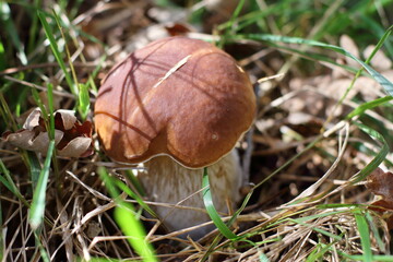 Boletus in autumn forest, natural fall harvest 