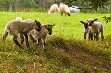 Many cute and happy lambs playing in the meadow