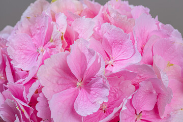 Pink flower of french hydrangea.