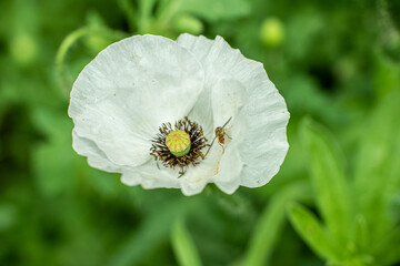 Poppy flowers in a backyard garden.