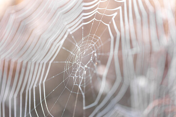 Close-up of a spider web on a blurred background.