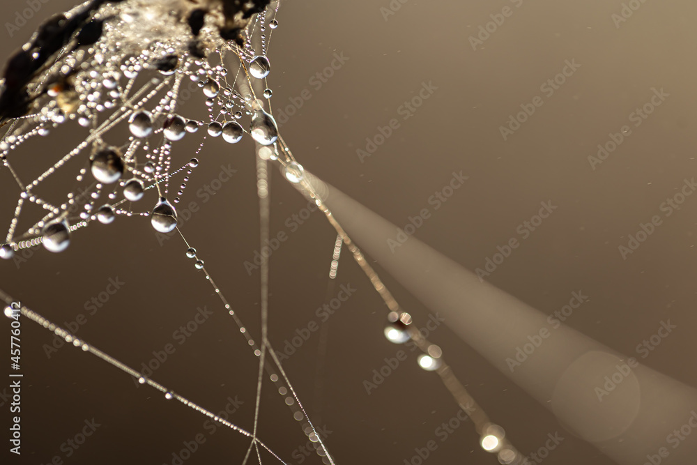 Wall mural close-up of dew drops on a spider web in the rays of the sun.