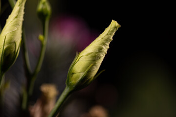 Rose buds about to bloom.