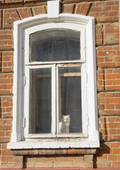 Fototapeta na wymiar a white cat is sitting on the window