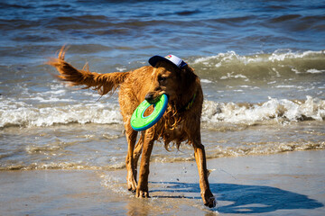 Dogs play at the Del Mar dog beach