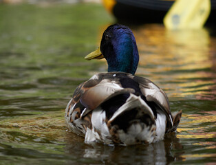 Beautiful colorful duck male watching the paddlers on the autumn river.  