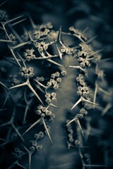 Closeup of a cactus plant