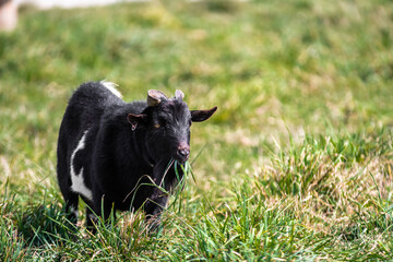 Fototapeta premium Goat on the farm