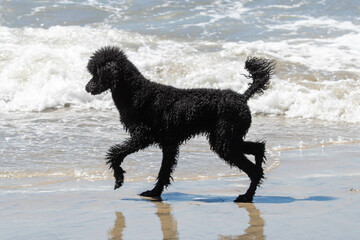 Dogs play at the Del Mar dog beach