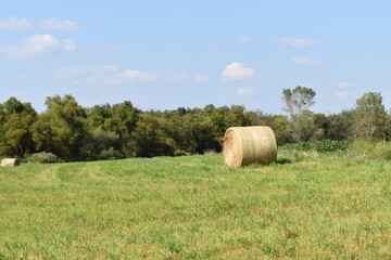 Hay Bale in a Field