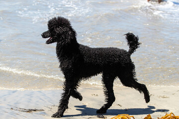 Dogs play at the Del Mar dog beach
