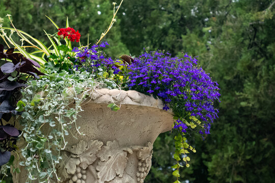 Close up of purple Lobelia erinus flowers and loppy leaves in beige vintage vase. Blurred trees on the background
