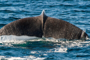 Pottwal (Physeter macrocephalus)