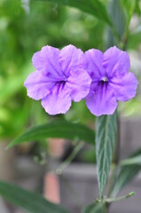 purple flower Waterkanon, Watrakanu, Minnieroot, Iron root, Feverroot, Popping pod, Cracker plant,on natural daylight green blur background