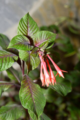 planta de nombre coral