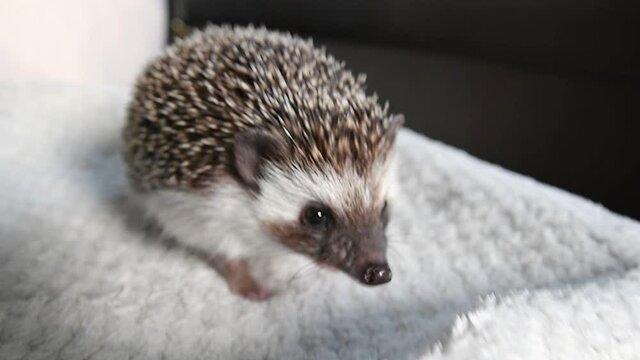 Gray African pygmy hedgehog funny plays, bites and drags a white plaid