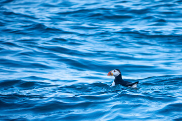 Puffin in the waves, Ramsey Island, Pembrokeshire