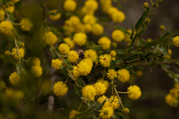 close up of wattle flowers with bee pollinating 