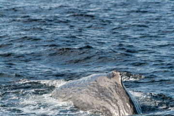 Pottwal (Physeter macrocephalus)