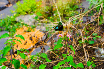 butterfly need honey