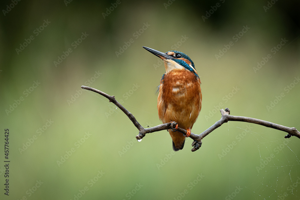 Aufkleber a close up of a kingfisher, alcedo atthis, as it is perched on a branch. it is looking up towards th