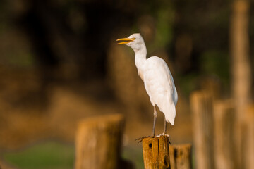 great white heron