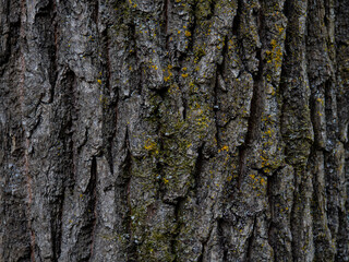 Old tree bark texture with moss